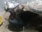 Bantam Chickens
