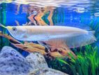 Banana Albino Arowana
