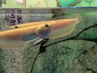 Banana Albino Arowana