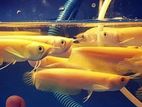 Banana - Albino Arowana