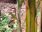 Banana Plant