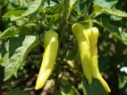 Banana Pepper HYW Seeds මාළු මිරිස් බීජ