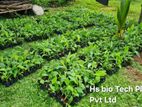 Banana Plants