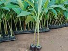 Banana Plants