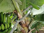 Banana Plants
