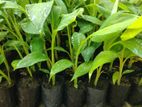 Banana Plants