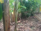 Banana Plants (කෙසෙල් පැල)