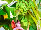 Banana Plants (කෙසෙල් පැළ)