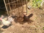 OEG Bantam Chicken