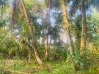 Bandaragama Weedagama 16p Land for sale