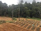 Bandarawela : 385P Highly Valued Rose Flower Plantation Land for Sale