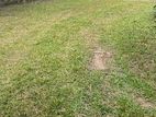 BANDARAWELA : 64P LAND WITH HOUSE FOR SALE