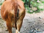 Bangali Cow