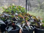 Anthurium Plants