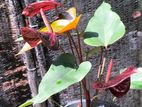 Bangkok Anthurium Plants