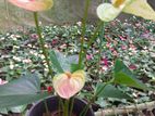 Anthurium