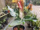 Bangkok Anthurium Plants