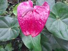 Bangkok Anthurium Plant