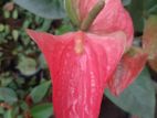 Bangkok Anthurium Plants