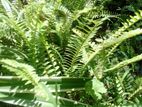 Bangkok Fern Plant