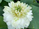 Bangkok Lotus Plant