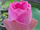 Bangkok Lotus Plants