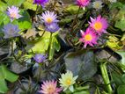 Bangkok Water Lily Plant