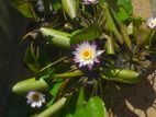 Bangkok Waterlily(බැංකොක් මානෙල් ශාක)