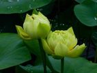 Bangkok Yellow Lotus Plants