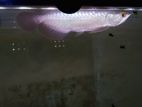 Banjar Red Arowana