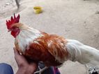 Bantam Rooster