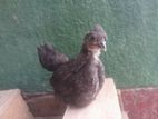 Bantam Chick