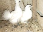 Bantam Chick