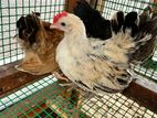 Bantam Chicken