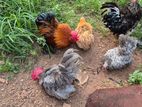 Bantam Chicken