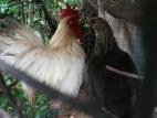 Bantam Chicken