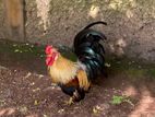 Bantam Chicken