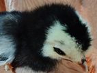 Bantam Chickens