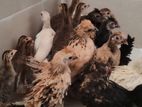 Bantam Chickens
