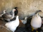Bantam Chicken