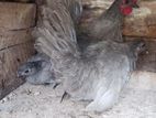 Bantam Chicken