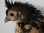 Bantam Chicken