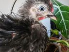 Bantam Chicken