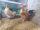 Bantam Chicken
