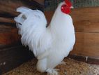 Bantam Chicken