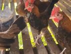 bantam chicken