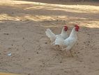 Bantam Chicken