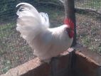 Bantam Chicken