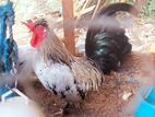 Bantam Chickens