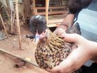 Bantam Chickens